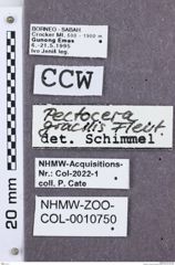 Etikette zu Pectocera gracilis (NHMW-ZOO-COL-0010750)